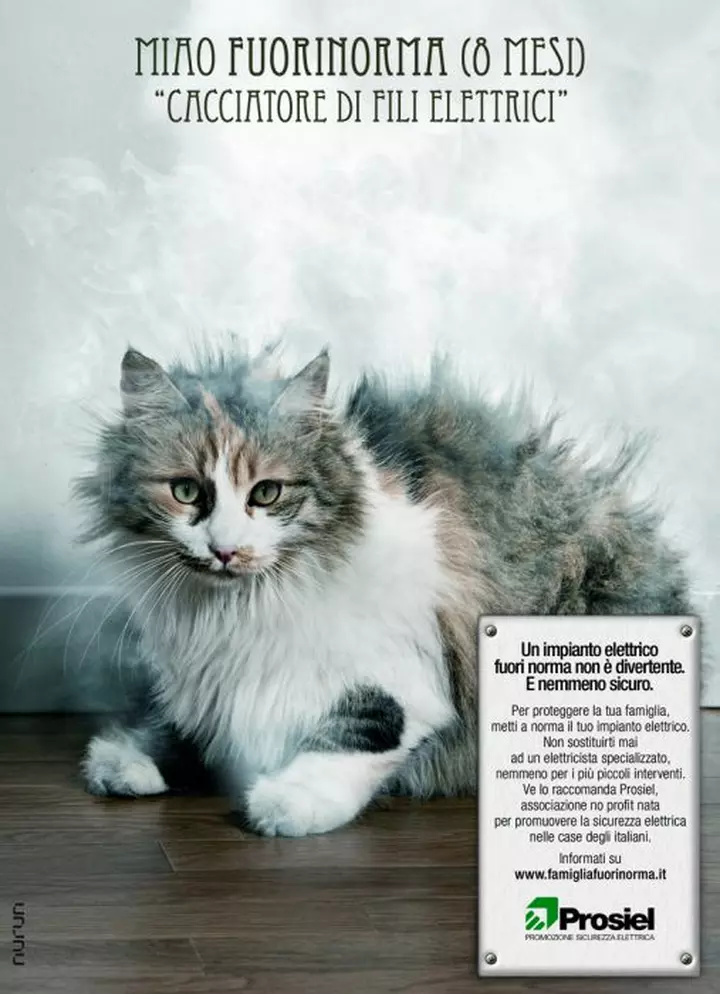 gatto fuorinorma